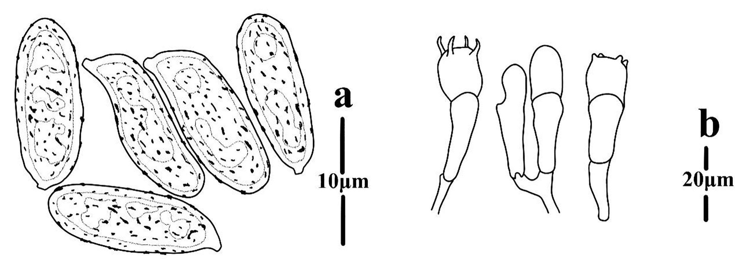 Figure 57